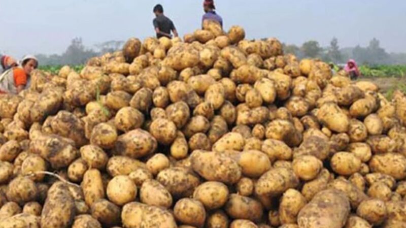 আলুর কেজি ১১ টাকা!