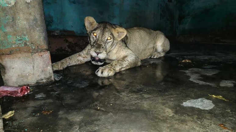 খাঁচা থেকে বের হওয়া সিংহী আড়াই ঘণ্টা পর নিয়ন্ত্রণে