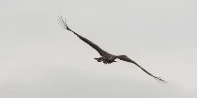 ভাঙা ডানা নিয়েও বেঁচে থাকা 